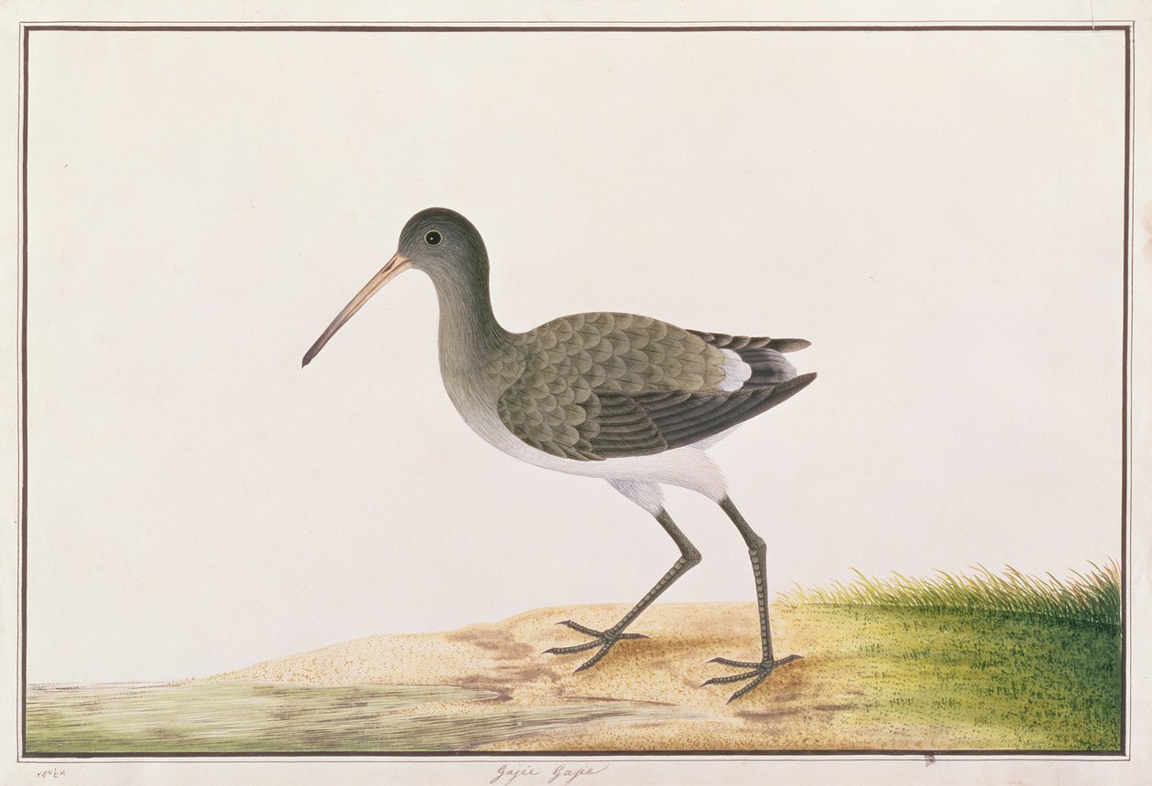 Godwit أسود الذيل ، من رسومات الطيور من ملقا ، c.1805-18 (مرحاض على ورق) بواسطة المدرسة الصينية