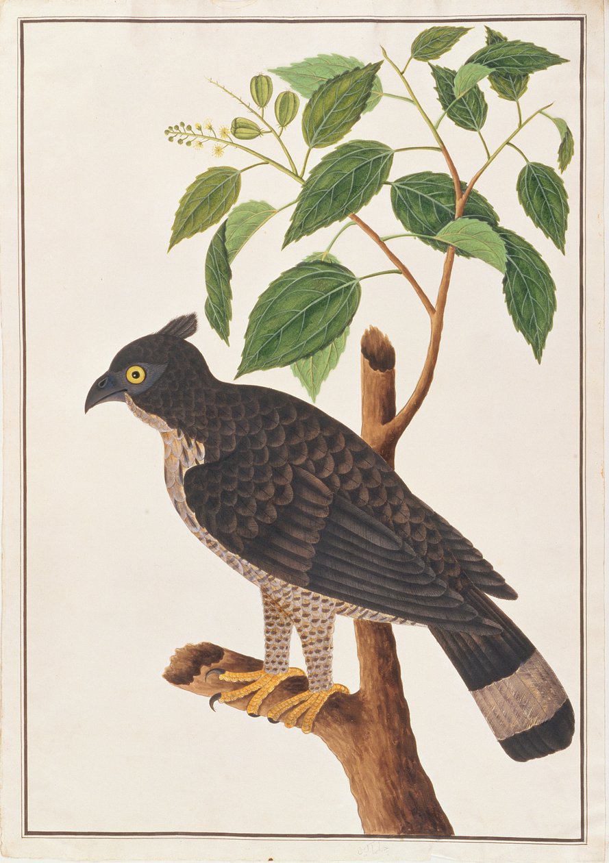 Blyths Hawk Eagle ، من رسوم الطيور من ملقا ، c.1805-18 (مرحاض على ورق) بواسطة المدرسة الصينية