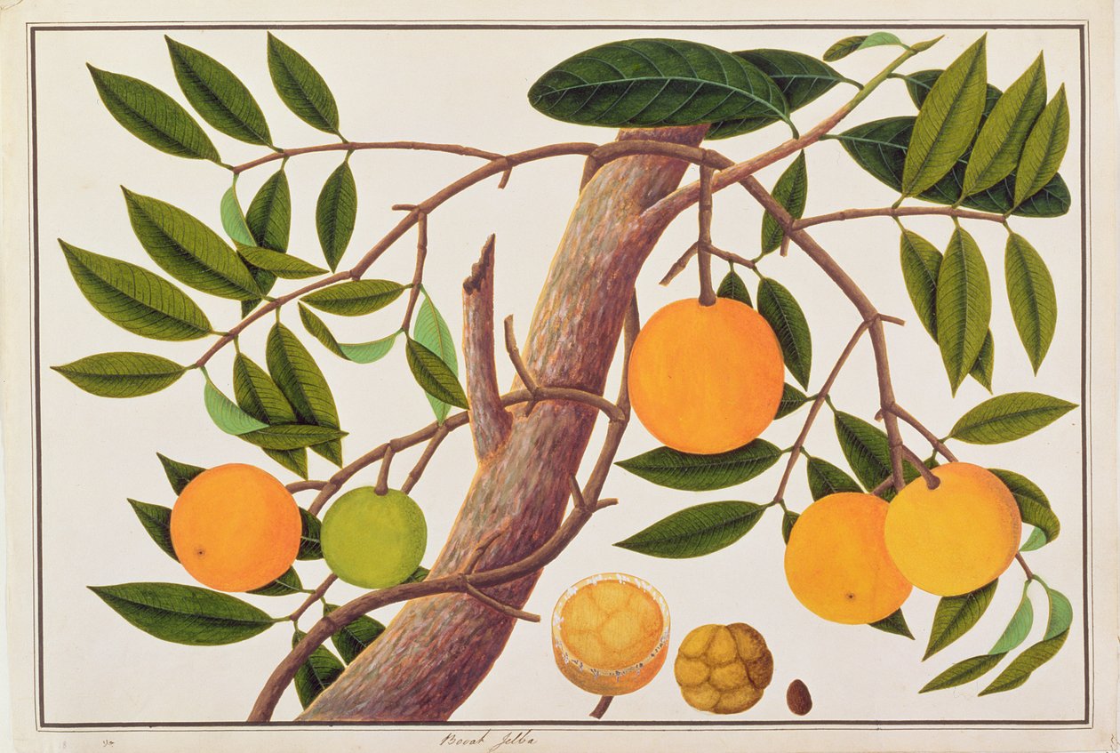 بوعة جبة ، من رسومات نباتات من ملقا ، ج 1805-18 (مرحاض على ورق) بواسطة المدرسة الصينية