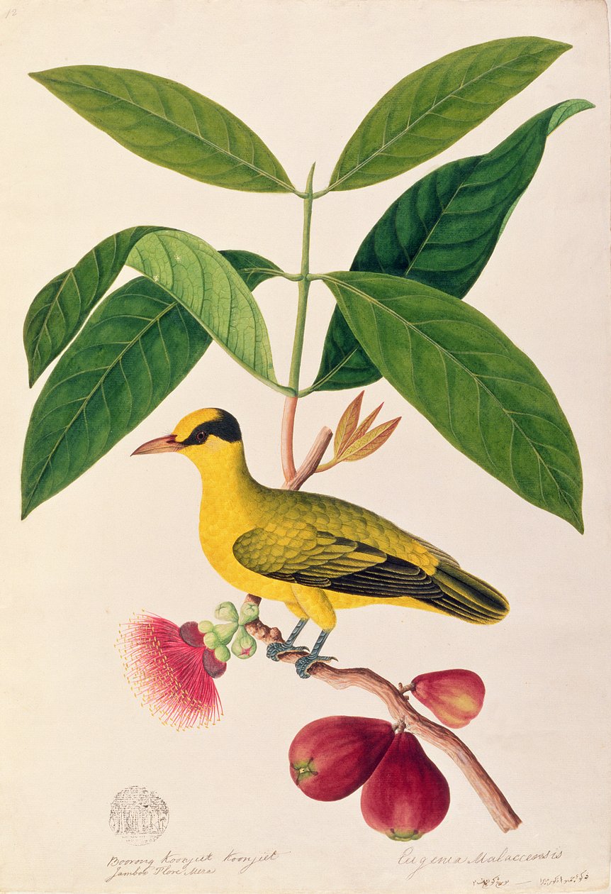Boorong koonjiet koonjiet ، Jambo Flore mera ، من رسوم الطيور من ملقا ، c.1805-18 (مرحاض على ورق) بواسطة المدرسة الصينية