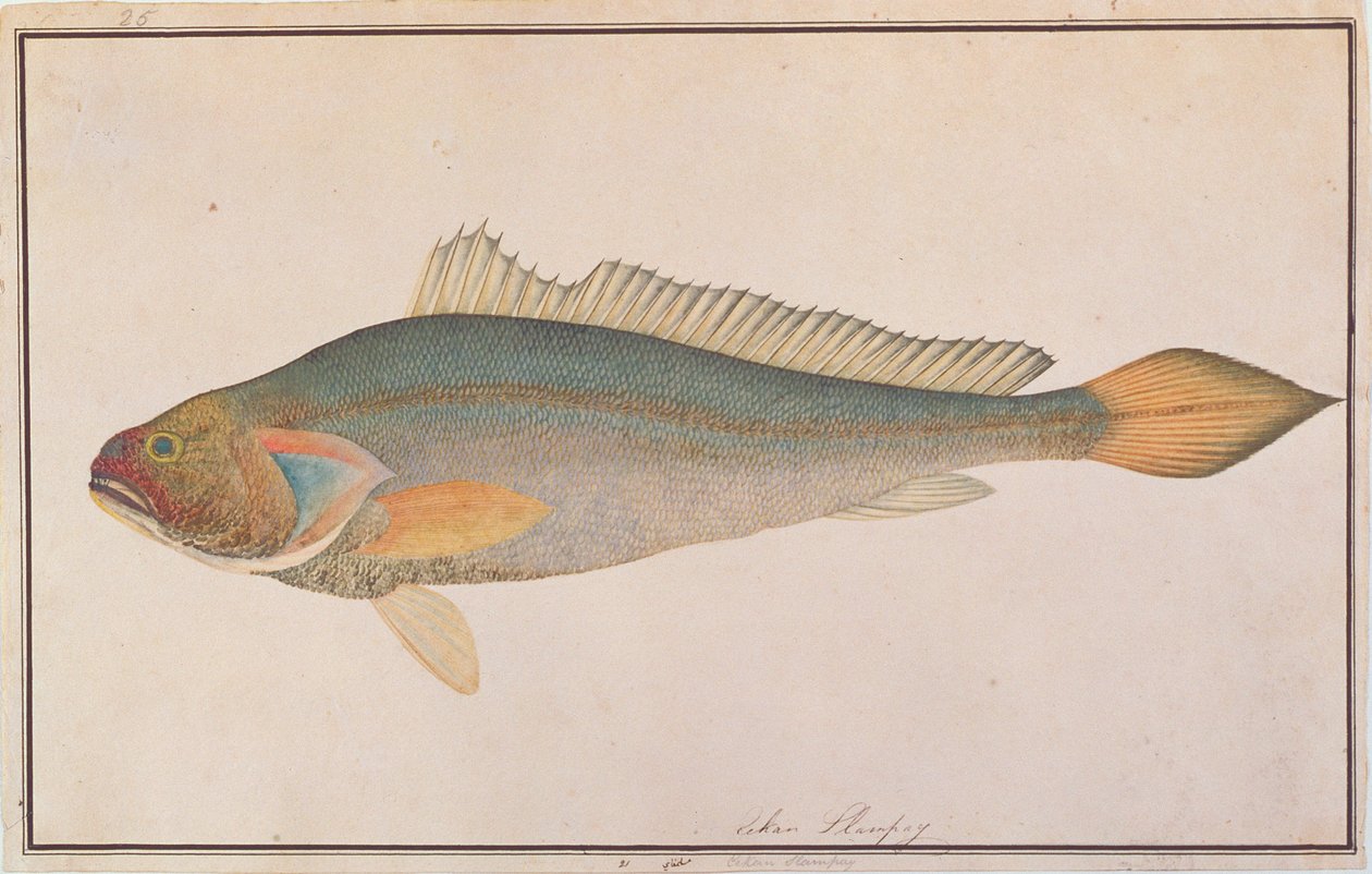 متذوق برونزي ، من رسومات أسماك من ملقا ، ج 1805-18 (مرحاض على ورق) بواسطة المدرسة الصينية