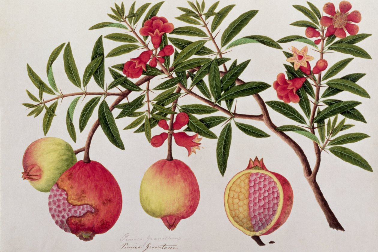 Bua Klitchie أو Caesalpinia bonduccella ، من رسوم نباتات من ملقا ، c.1805-18 (مرحاض على ورق) بواسطة المدرسة الصينية