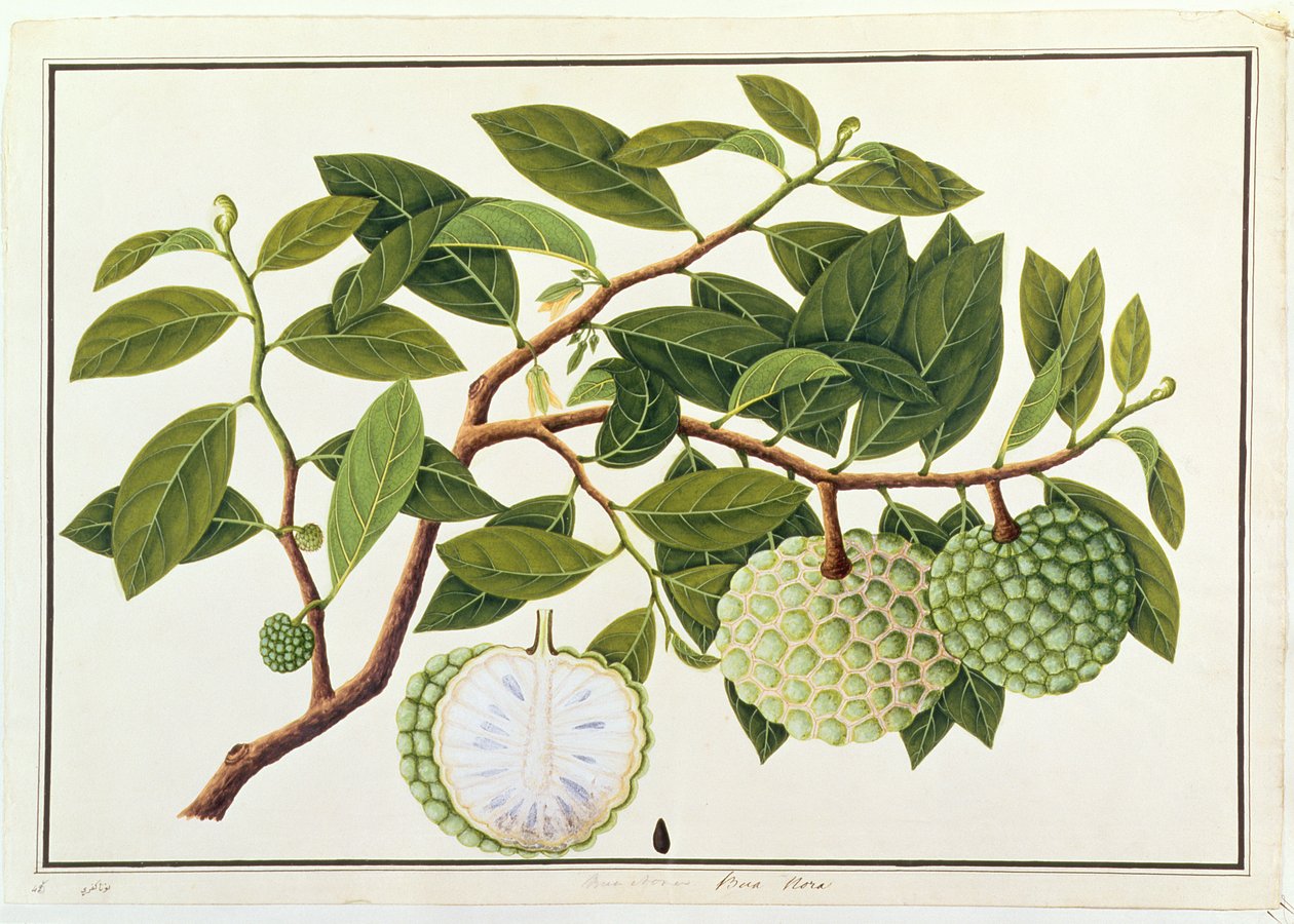بوا نورا ، من رسومات النباتات من ملقا ، ج 1805-18 (مرحاض على ورق) بواسطة المدرسة الصينية