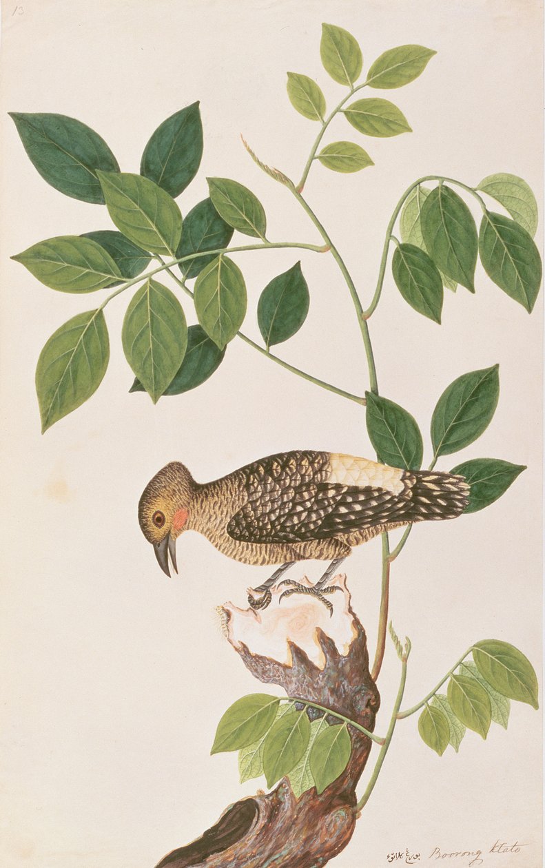 نقار الخشب الخشبي ، من رسومات الطيور من ملقا ، c 1805-18 (مرحاض على ورق) بواسطة المدرسة الصينية