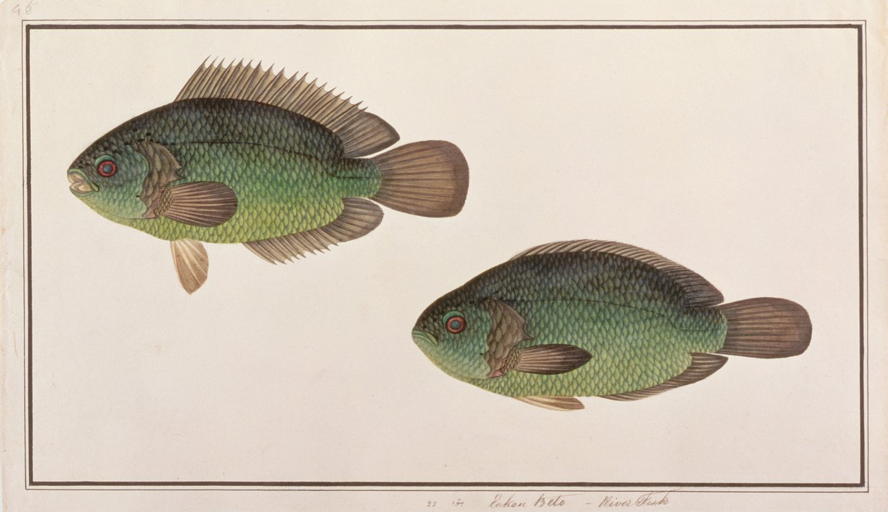جثم التسلق ، من رسومات أسماك من ملقا ، ج 1805-18 (مرحاض على ورق) بواسطة المدرسة الصينية