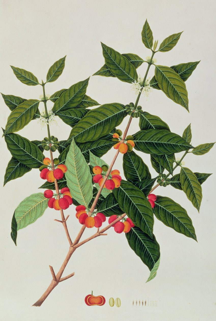 قهوة ، من رسومات نباتات من ملقا ، ج 1805-18 (مرحاض على ورق) بواسطة المدرسة الصينية