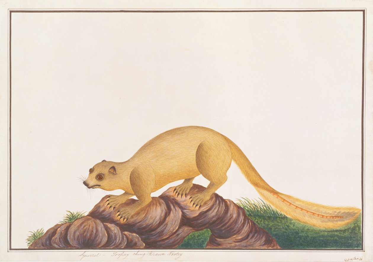 سنجاب عملاق بلون كريم ، من رسومات الحيوانات والحشرات والزواحف من ملقا ، c.1805-18 (مرحاض وغواش على ورق) بواسطة المدرسة الصينية