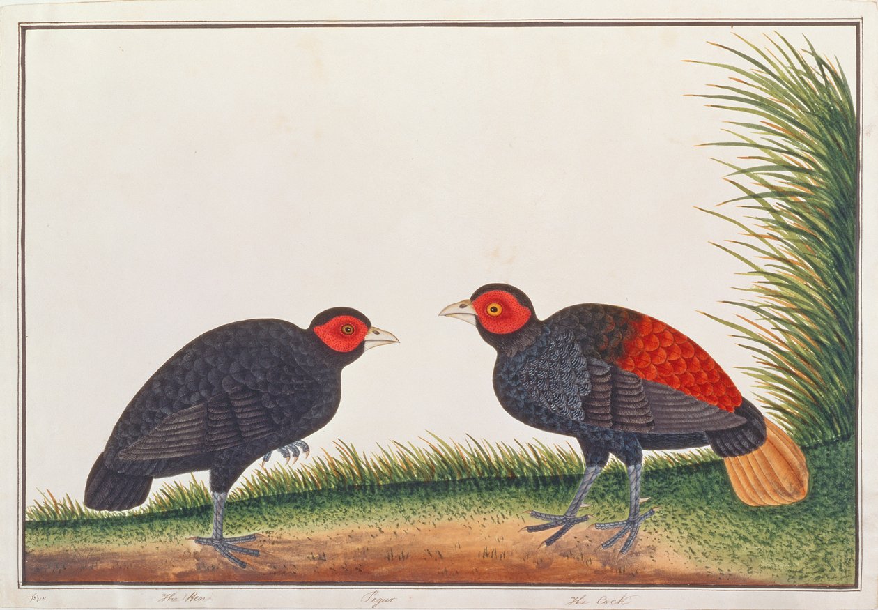 ارتداد لا لبس فيه ، من رسومات الطيور من ملقا ، ج 1805-18 (مرحاض على ورق) بواسطة المدرسة الصينية