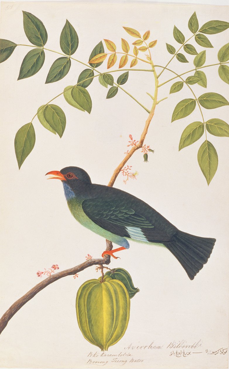 Dollarbird ، من رسومات الطيور من ملقا ، c 1805-18 (مرحاض على ورق) بواسطة المدرسة الصينية