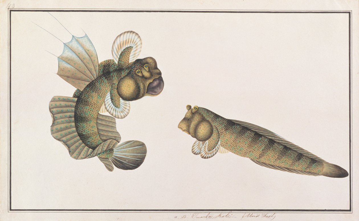 التنين Mudskipper ، من رسومات الأسماك من ملقا ، ج 1805-18 (مرحاض على ورق) بواسطة المدرسة الصينية