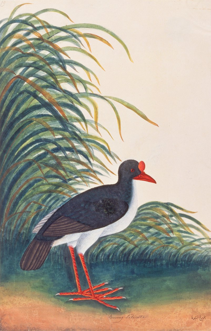 أويستر كاتشر أوراسيان ، من رسومات الطيور من ملقا ، c.1805-18 (مرحاض على ورق) بواسطة المدرسة الصينية