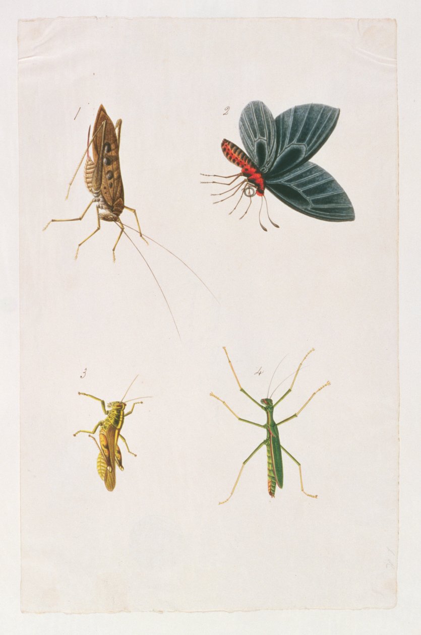 أربعة حشرات ، من رسومات الحيوانات والحشرات والزواحف من ملقا ، c 18080-18 (مرحاض وغواش على ورق) بواسطة المدرسة الصينية