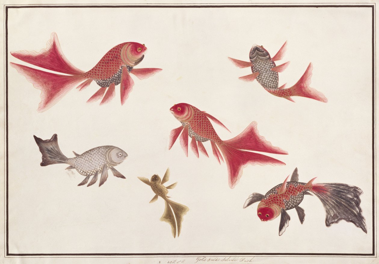 الأسماك الذهبية والفضية ، من رسومات أسماك ملقا ، ج 1805-18 (مرحاض على ورق) بواسطة المدرسة الصينية