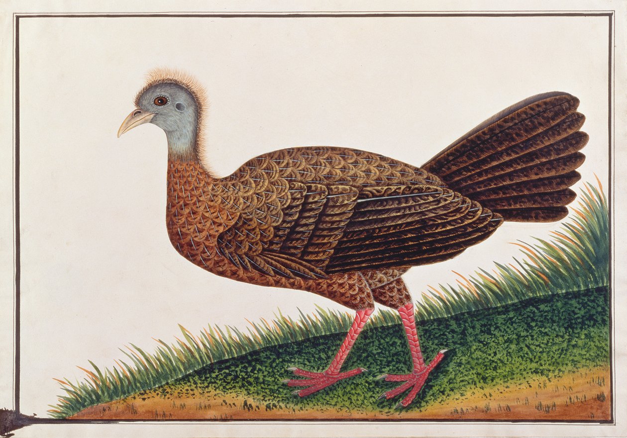 أرغوس العظيم ، من رسومات الطيور من ملقا ، ج 1805-18 (مرحاض على ورق) بواسطة المدرسة الصينية