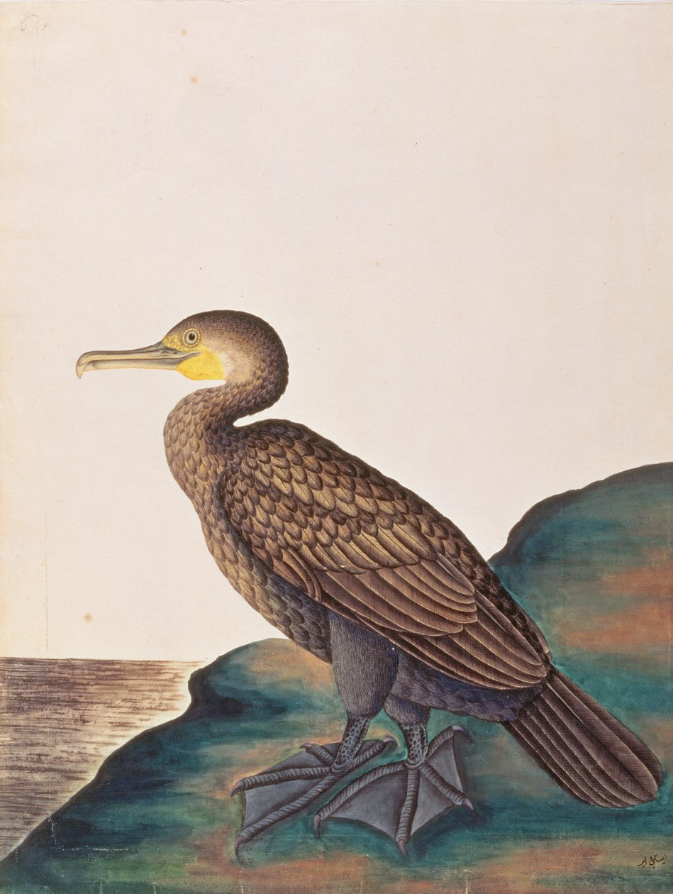 الغاق العظيم ، من رسومات الطيور من ملقا ، ج 1805-18 (مرحاض على ورق) بواسطة المدرسة الصينية