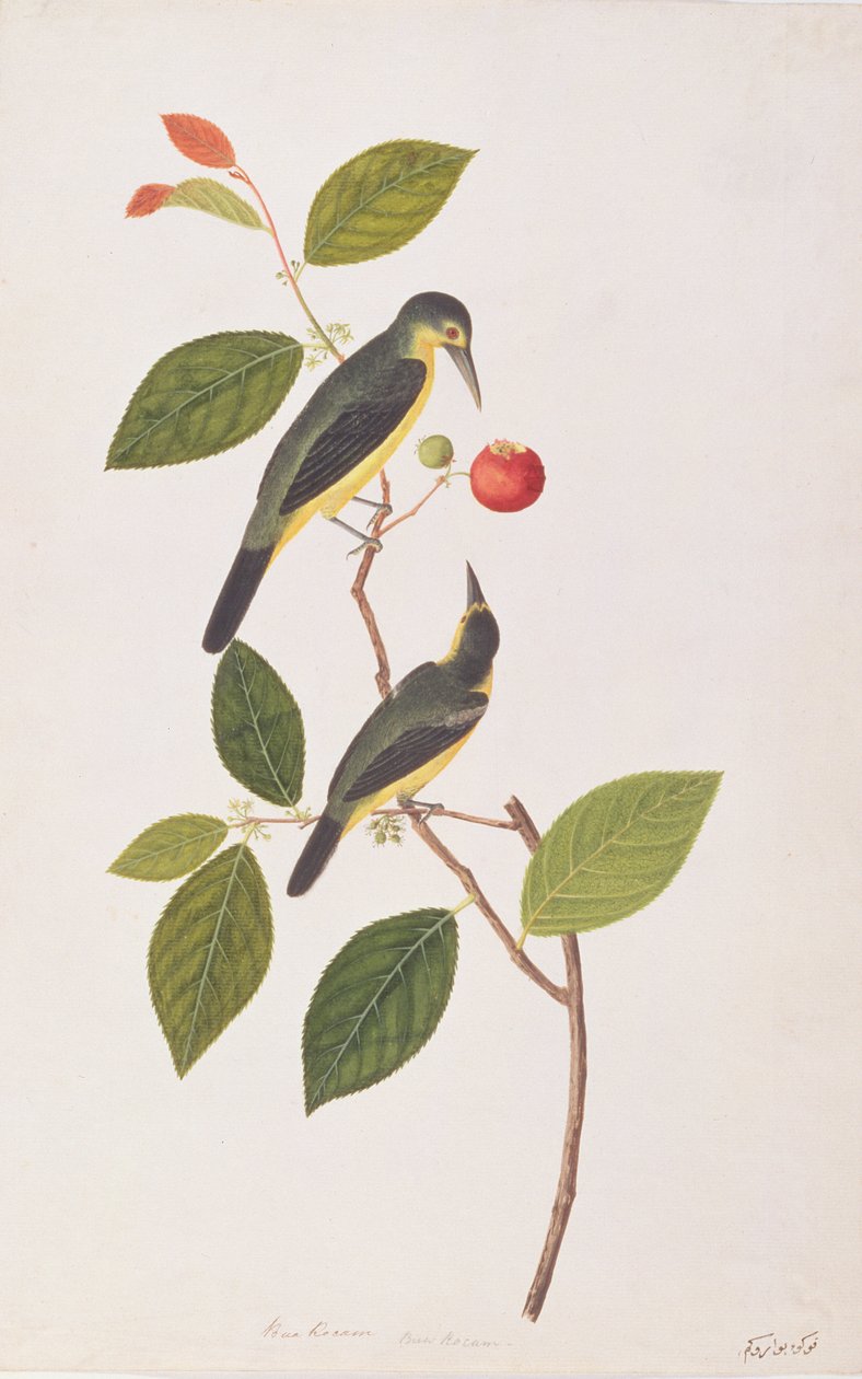 إيورا العظيمة ، من رسومات الطيور من ملقا ، ج 1805-18 (مرحاض على ورق) بواسطة المدرسة الصينية