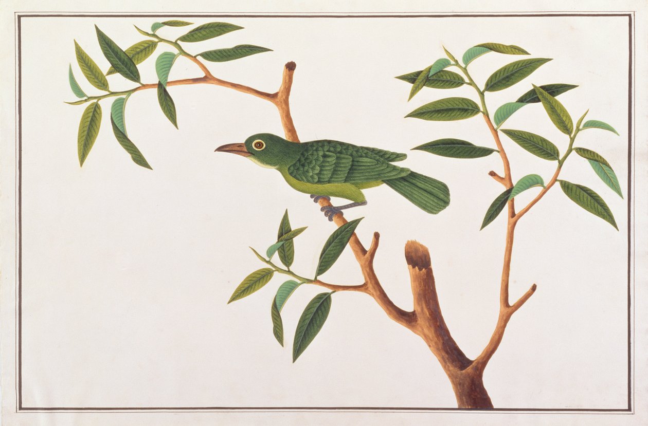 طائر الورقة الخضراء الكبرى ، من رسومات الطيور من ملقا ، ج 1805-18 (مرحاض على ورق) بواسطة المدرسة الصينية
