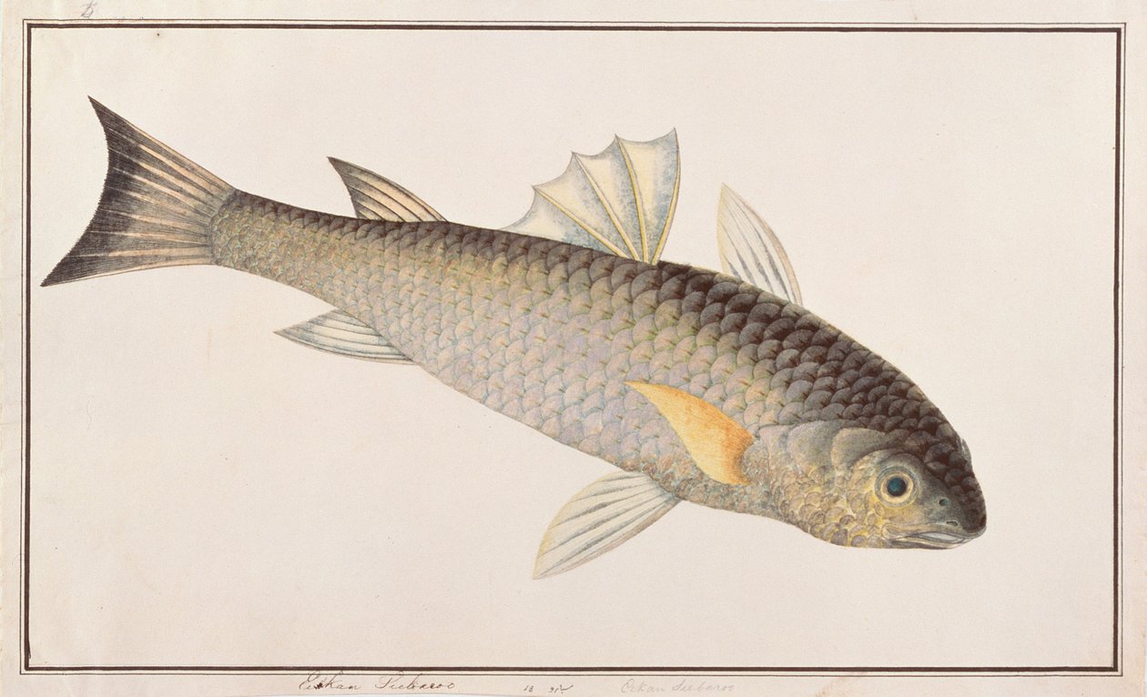 البوري الرمادي ، من رسومات الأسماك من ملقا ، ج 1805-18 (مرحاض على ورق) بواسطة المدرسة الصينية