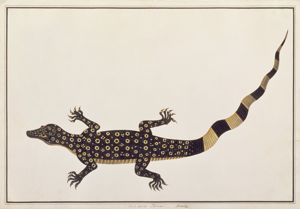 Guana ، Bie awa Tana ، من رسومات الحيوانات والحشرات والزواحف من ملقا ، c.1805-18 (مرحاض وغواش على ورق) بواسطة المدرسة الصينية