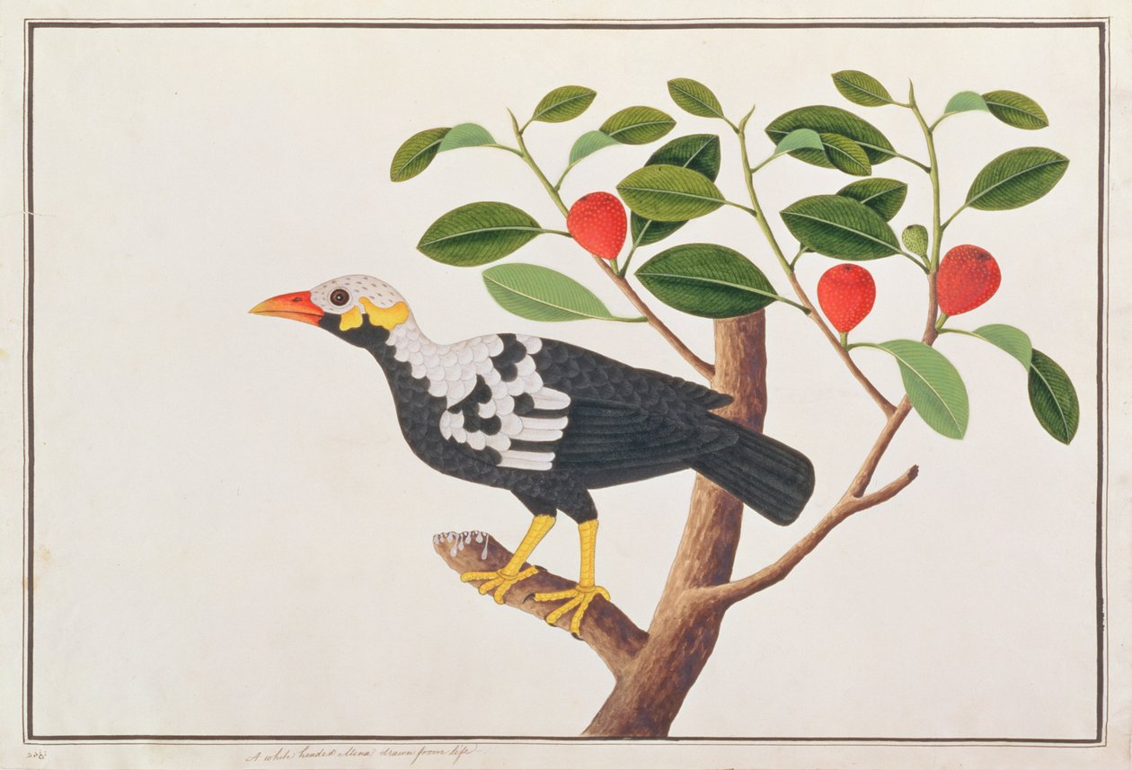 هيل مينا ، من رسومات الطيور من ملقا ، ج 1805-18 (مرحاض على ورق) بواسطة المدرسة الصينية