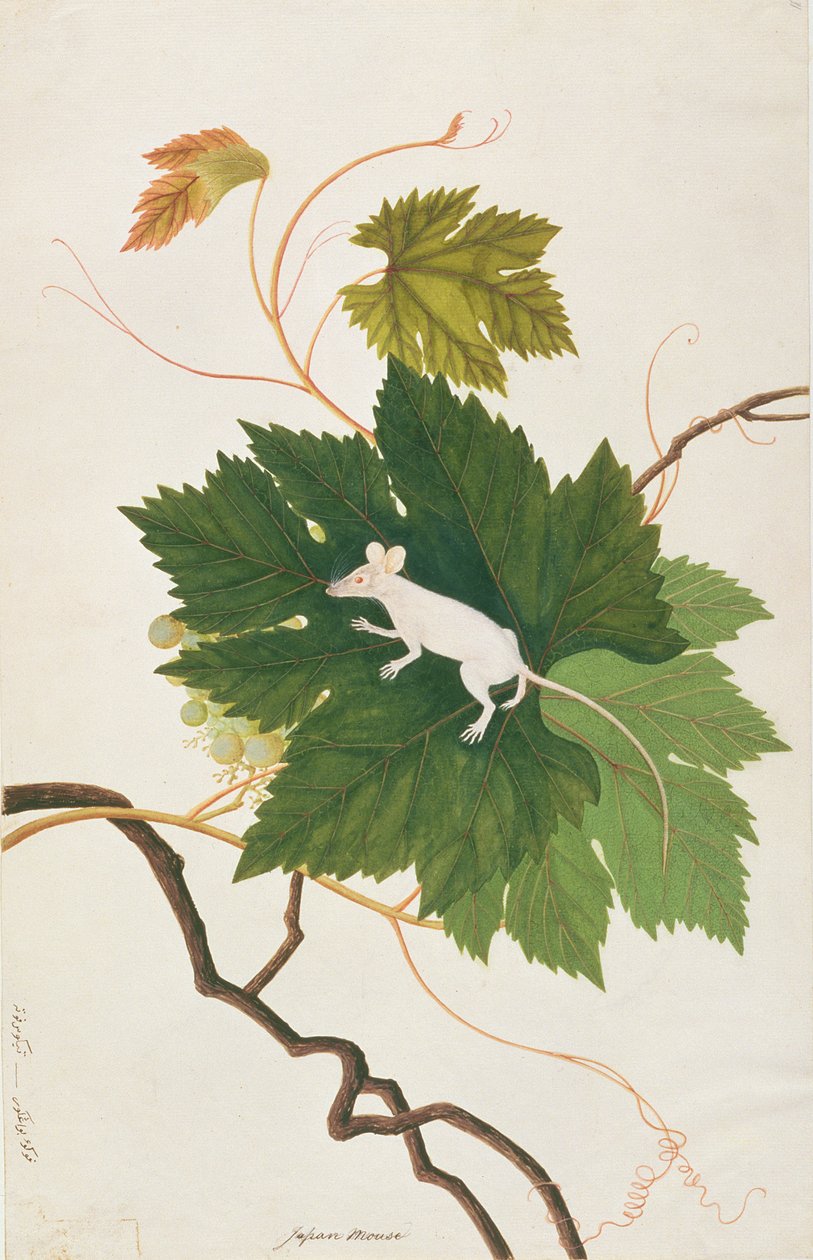 هاوس ماوس ، من رسومات الحيوانات والحشرات والزواحف من ملقا ، c.1805-18 (مرحاض وغواش على ورق) بواسطة المدرسة الصينية