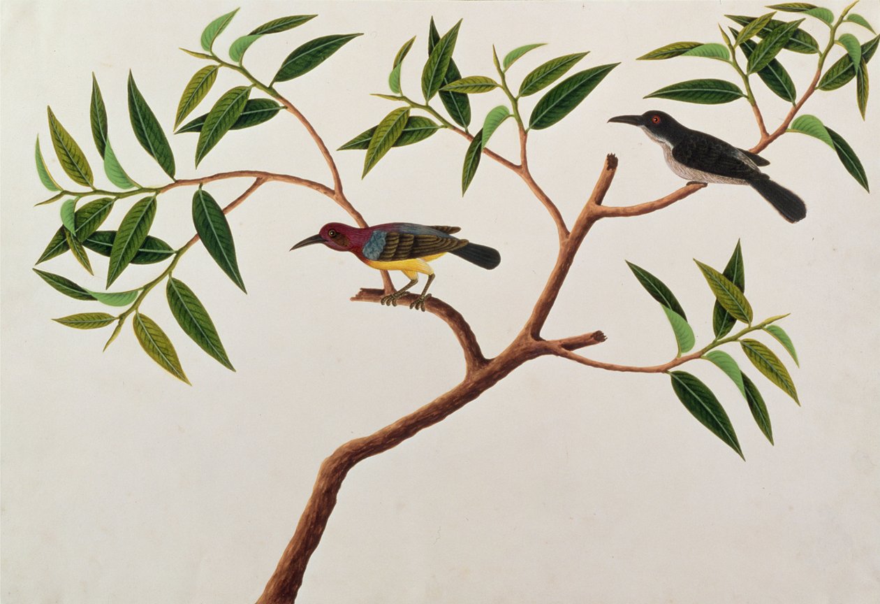 Humming Bird ، Boorong cherichap ، من رسوم الطيور من ملقا ، c.1805-18 (مرحاض على ورق) بواسطة المدرسة الصينية