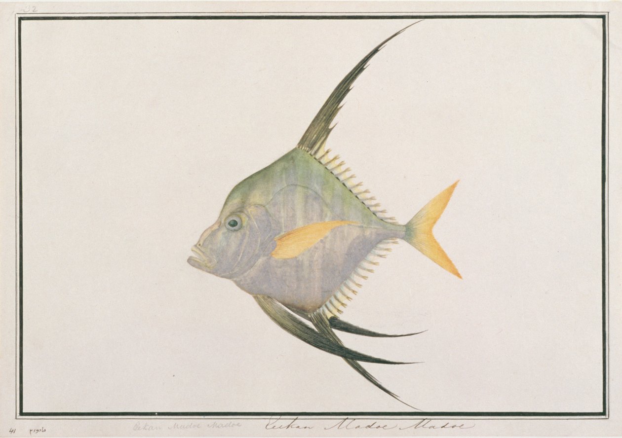 سمك الخيط الهندي ، من رسومات الأسماك من ملقا ، ج 1805-18 (مرحاض على ورق) بواسطة المدرسة الصينية