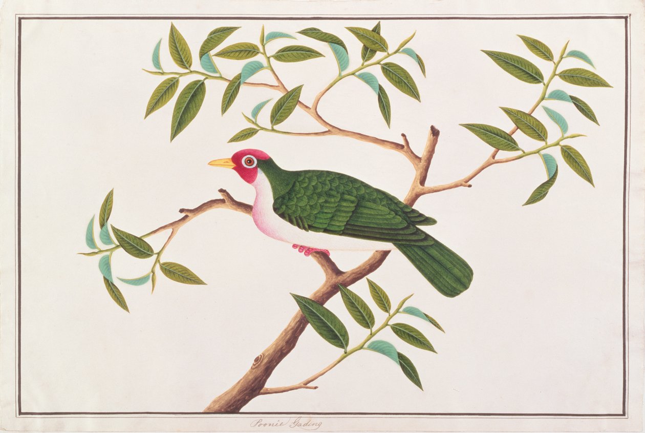 حمامة جامبو للفواكه ، من رسومات الطيور من ملقا ، c.1805-18 (مرحاض على ورق) بواسطة المدرسة الصينية