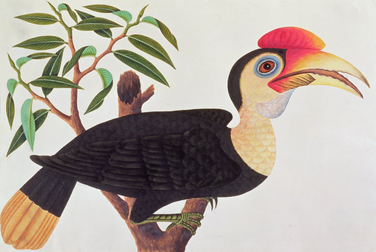 Ke-ke ، من رسومات الطيور من ملقا ، c.1805-18 (مرحاض على ورق) بواسطة المدرسة الصينية