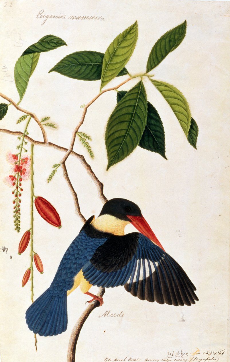 Kingfisher أو Alced ، Poko Booah Pootal ، Boorong radja oodang ، من رسوم الطيور من ملقا ، c.1805-18 (مرحاض على ورق) بواسطة المدرسة الصينية