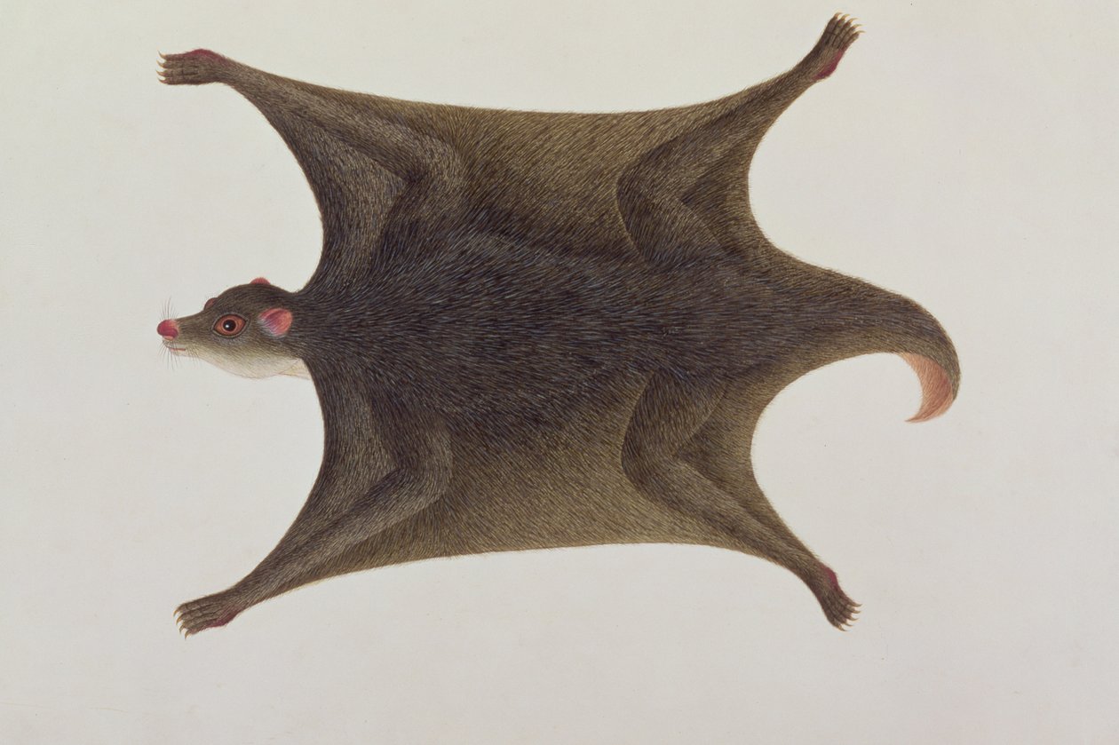 Koolong (Malay) Lemur ، Macanee ، من رسومات الحيوانات والحشرات والزواحف في ملقا ، c.1805-18 (مرحاض وغواش على ورق) بواسطة المدرسة الصينية