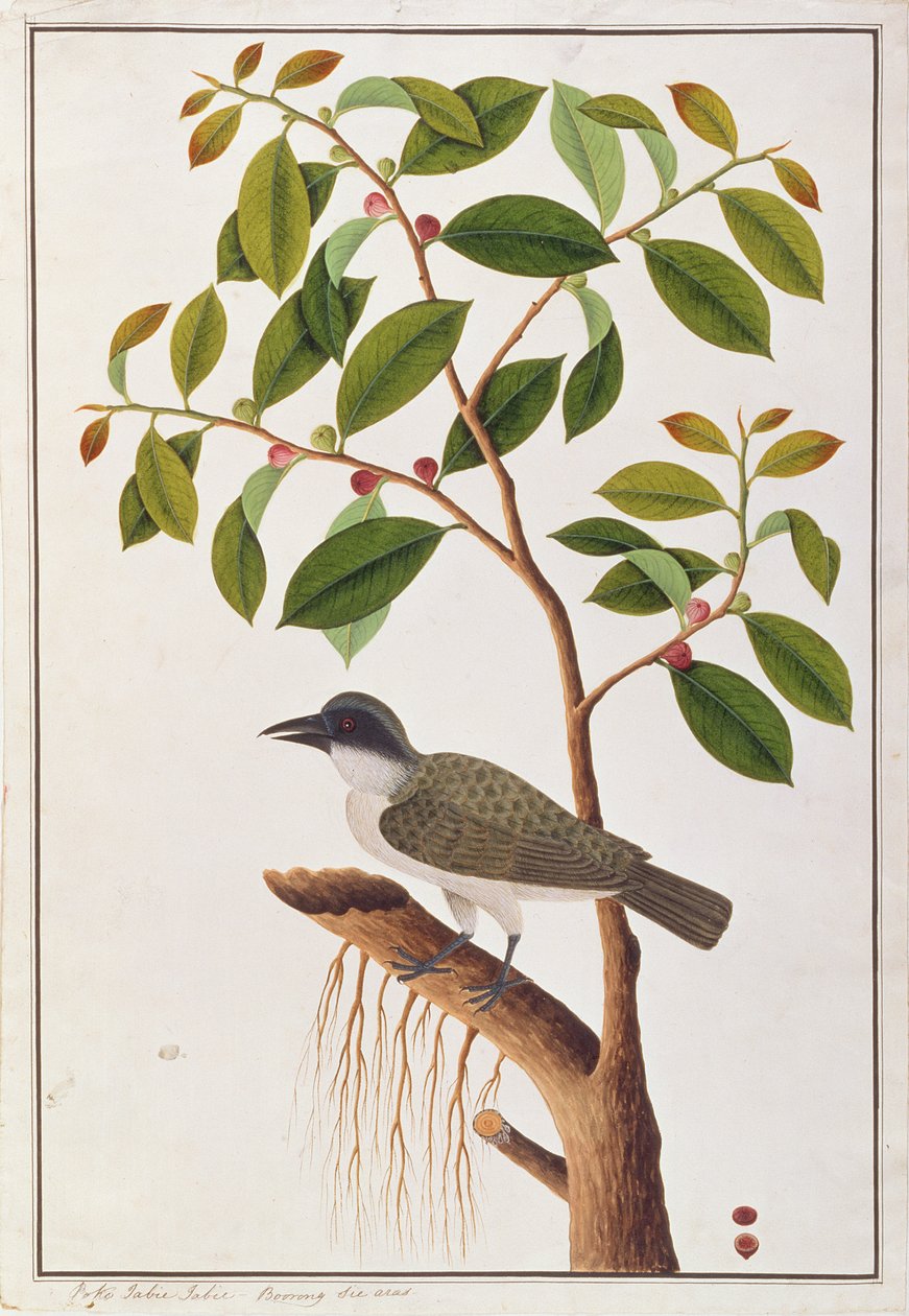 نقش خشبي كبير ، من رسومات الطيور من ملقا ، c.1805-18 (مرحاض على ورق) بواسطة المدرسة الصينية