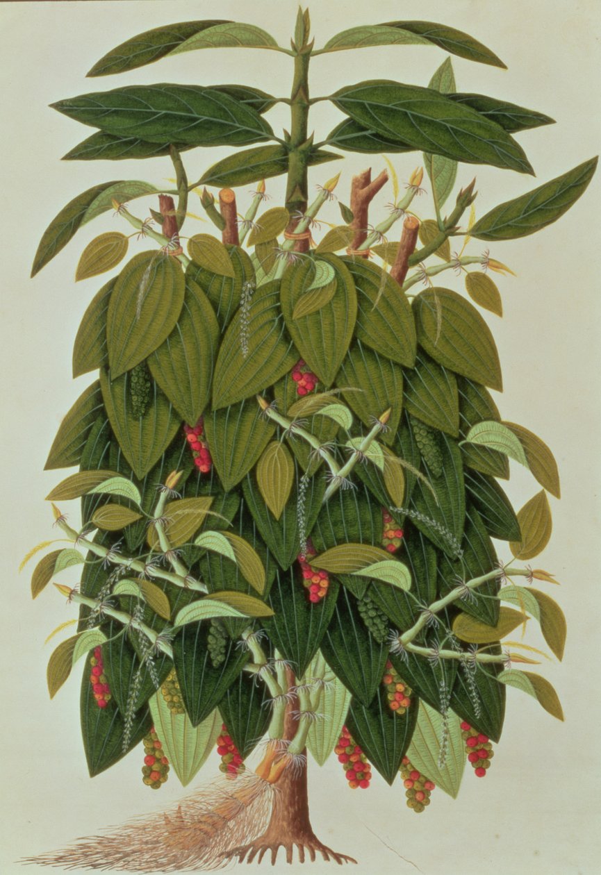 Lava Etam أو Black Pepper ، من رسومات نباتات من ملقا ، c.1805-18 (مرحاض على ورق) بواسطة المدرسة الصينية