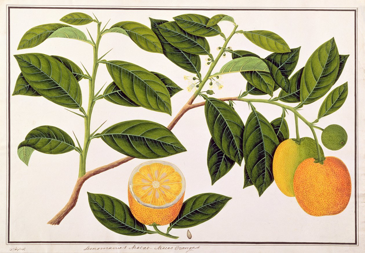 البرتقال Lemomanies ماكاو-ماكاو ، من رسوم نباتات من ملقا ، c 18080-18 (مرحاض على ورق) بواسطة المدرسة الصينية