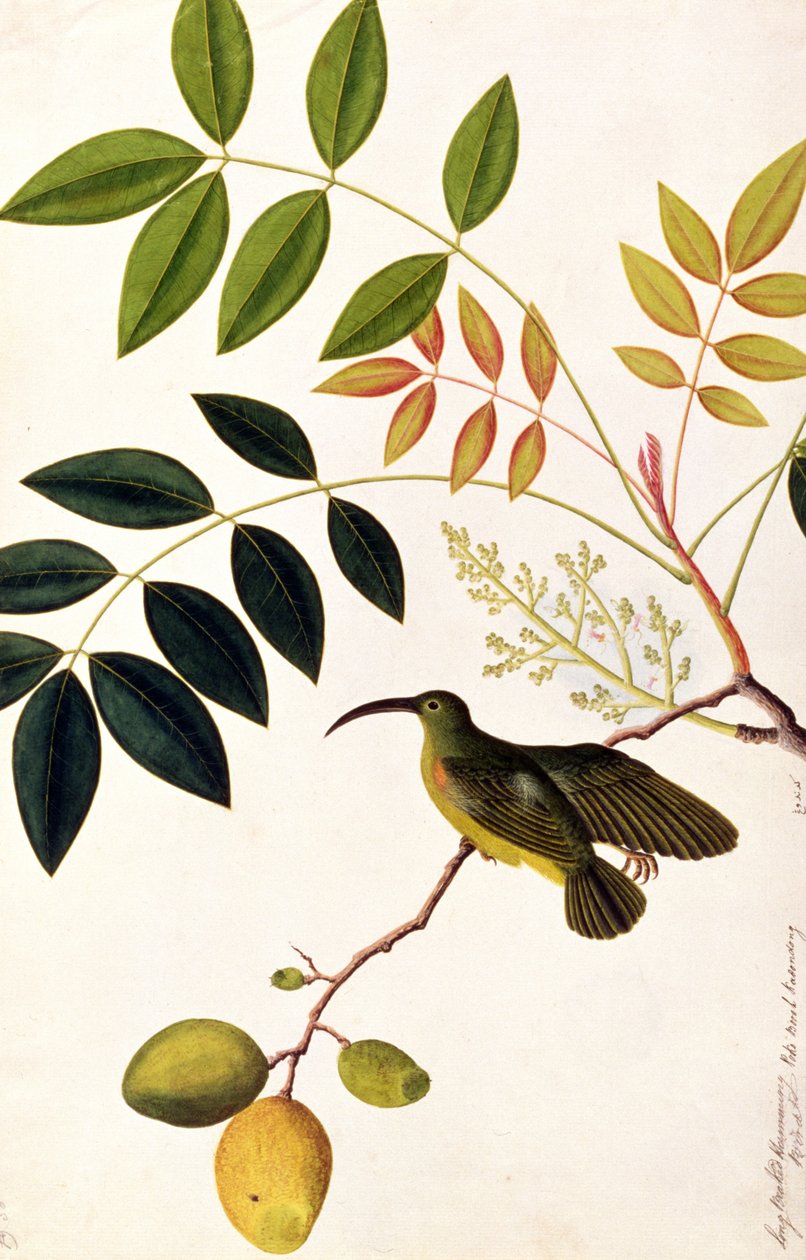 طائر الطنان ذو المنقار الطويل ، بوكو بوا كادونونغ ، من رسوم الطيور من ملقا ، c 1805-18 (مرحاض على ورق) بواسطة المدرسة الصينية