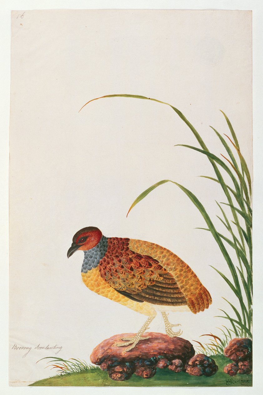حافظة فاتورة طويلة ، من رسوم طيور من ملقا ، ج 1805-18 (مرحاض على ورق) بواسطة المدرسة الصينية