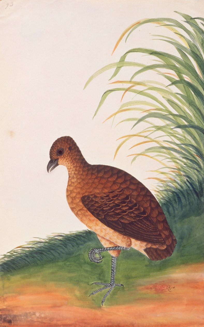 حافظة فاتورة طويلة ، من رسوم طيور من ملقا ، ج 1805-18 (مرحاض على ورق) بواسطة المدرسة الصينية