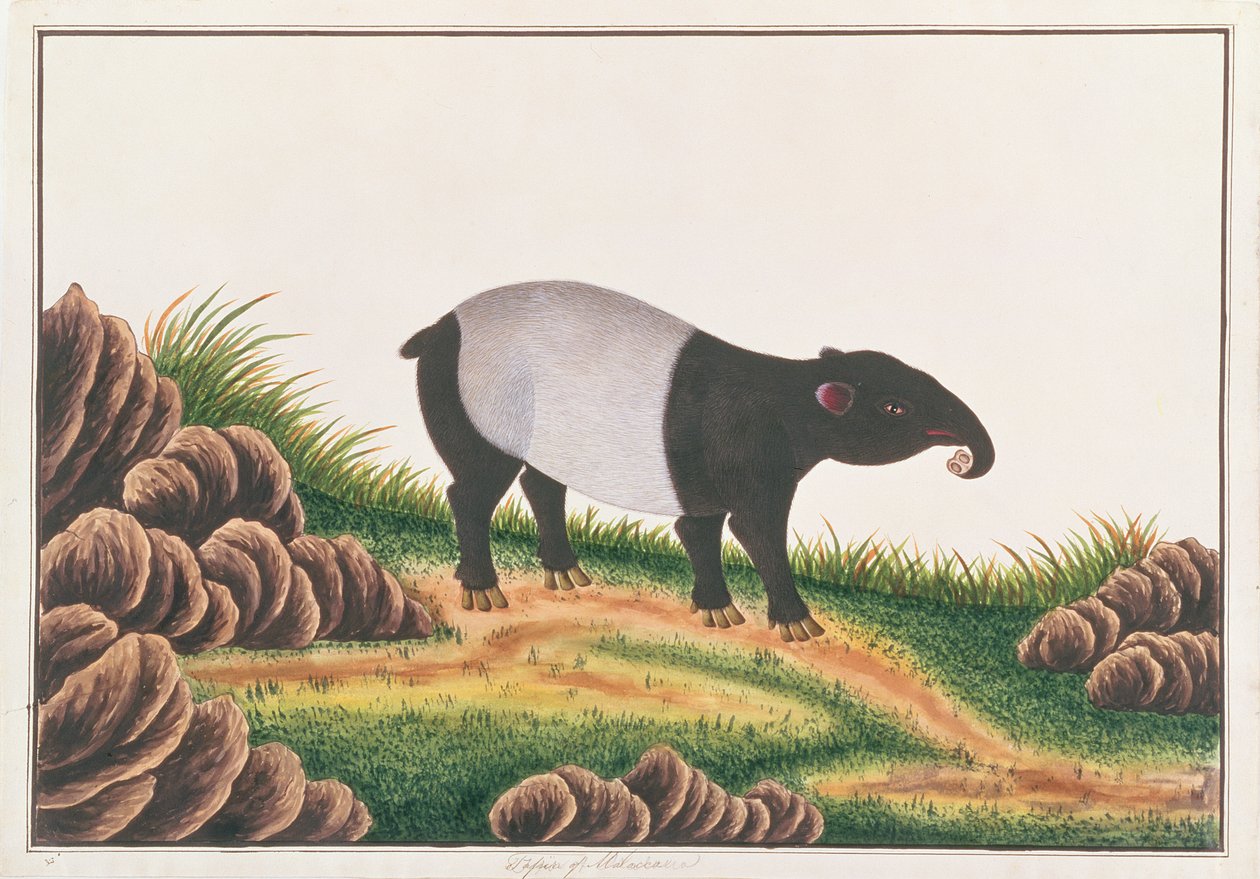 Malayan Tapir ، من رسومات الحيوانات والحشرات والزواحف من ملقا ، c.1805-18 (مرحاض وغواش على ورق) بواسطة المدرسة الصينية