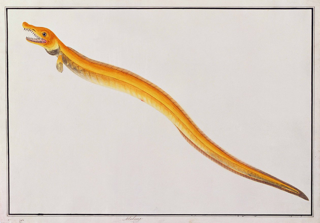 مالونغ ، من رسومات الحيوانات والحشرات والزواحف من ملقا ، c.1805-18 (مرحاض وغواش على ورق) بواسطة المدرسة الصينية