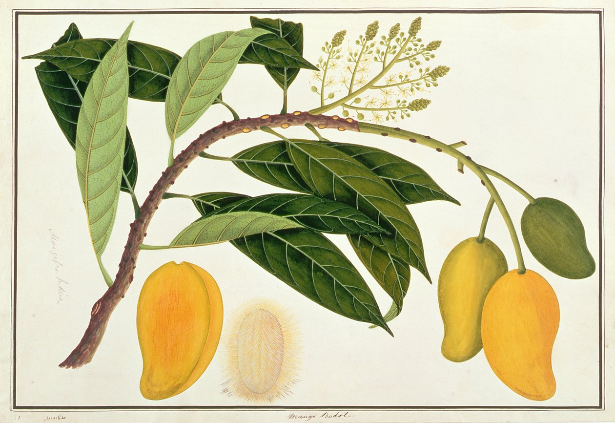 مانجو بودول ، من رسومات نباتات من ملقا ، ج 1805-18 (مرحاض على ورق) بواسطة المدرسة الصينية