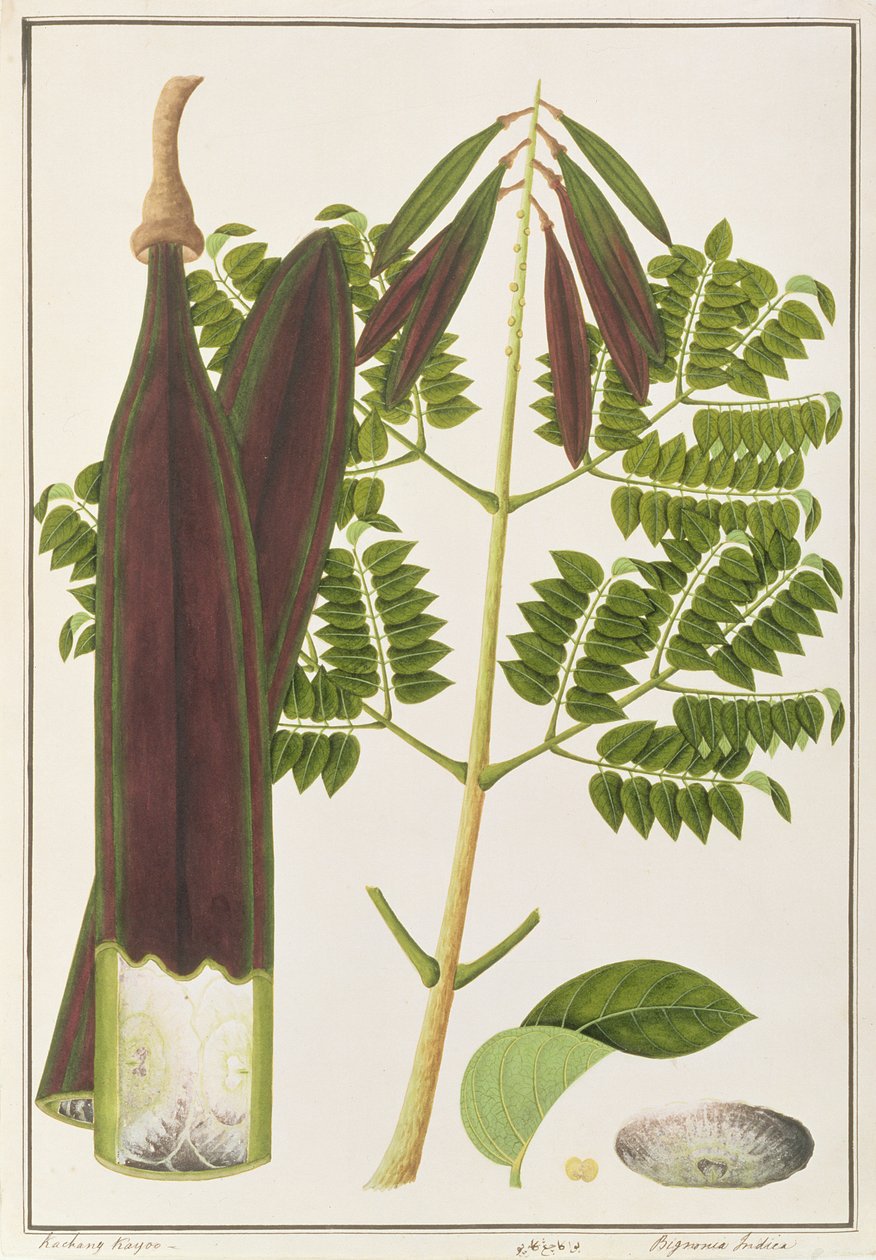 رعب منتصف الليل ، من رسومات نباتات من ملقا ، ج 1805-18 (مرحاض على ورق) بواسطة المدرسة الصينية