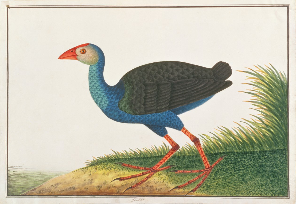 الأرجواني Swamphen ، من رسومات الطيور من ملقا ، c.1805-18 (مرحاض على ورق) بواسطة المدرسة الصينية