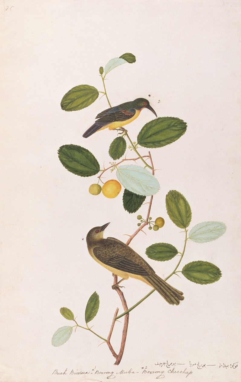سنبيرد ذو حنجرة حمراء وبلبل ذو عيون حمراء ، من رسومات الطيور من ملقا ، c.1805-18 (مرحاض على ورق) بواسطة المدرسة الصينية