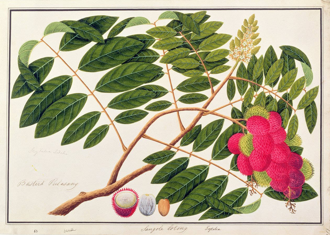 سانجول لاتونج ، من رسومات نباتات من ملقا ، ج 1805-18 (مرحاض على ورق) بواسطة المدرسة الصينية