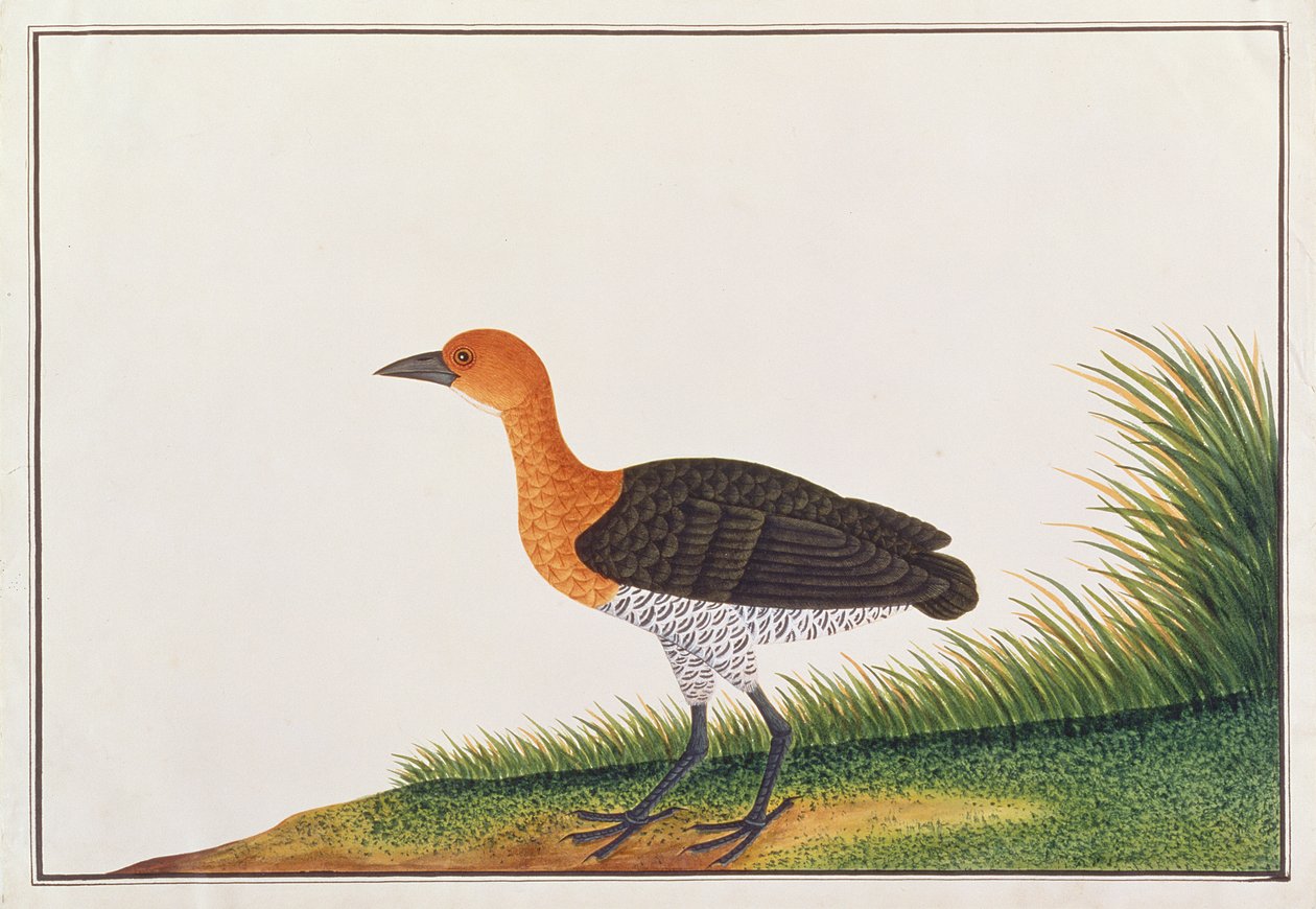 Crake ذو أرجل Slaty ، من رسومات الطيور من ملقا ، c.1805-18 (مرحاض على ورق) بواسطة المدرسة الصينية