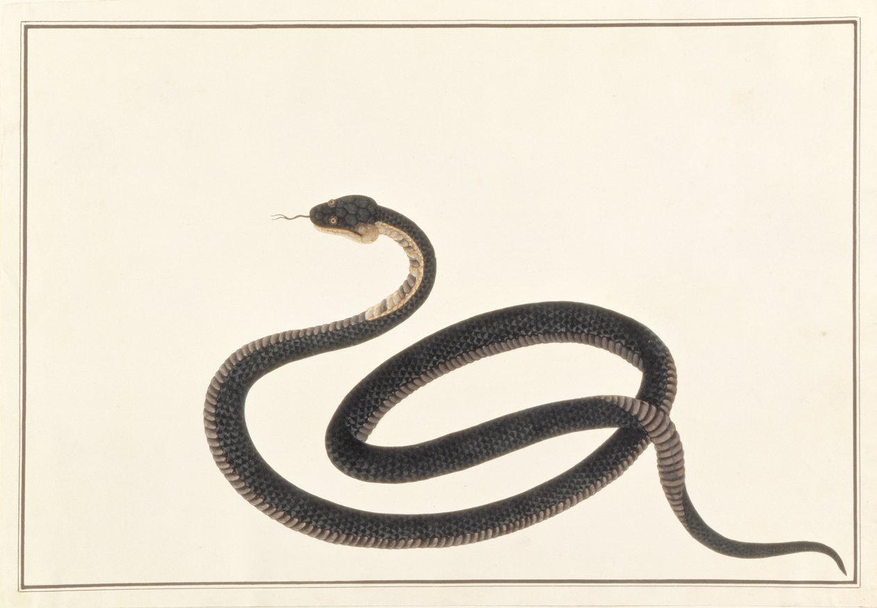 ثعبان ، من رسومات الحيوانات والحشرات والزواحف من ملقا ، c.1805-18 (الغواش ومرحاض على الورق) بواسطة المدرسة الصينية