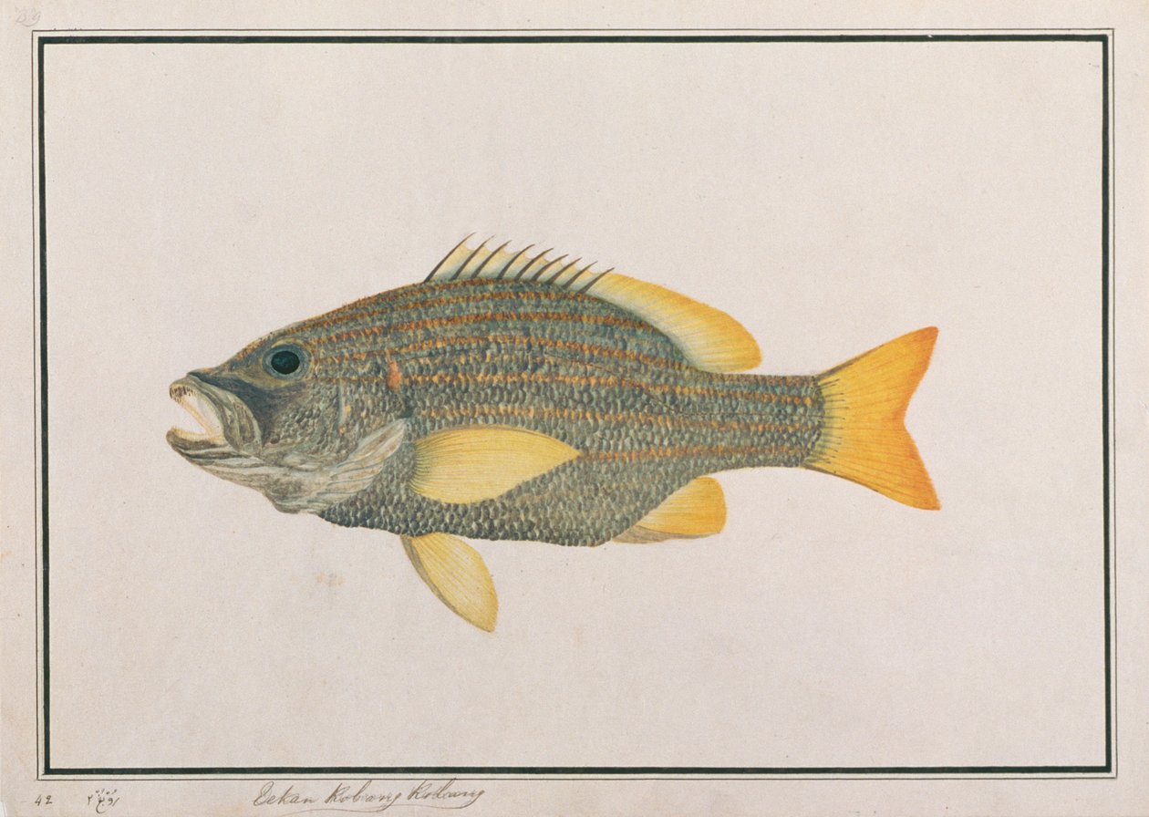 النهاش العلم الإسباني ، من رسومات الأسماك من ملقا ، c.1805-18 (مرحاض على ورق) بواسطة المدرسة الصينية