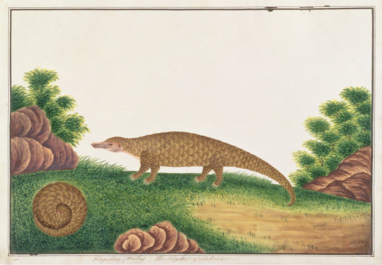 سوندا بانجولين ، من رسومات الحيوانات والحشرات والزواحف من ملقا ، c.1805-18 (مرحاض وغواش على ورق) بواسطة المدرسة الصينية