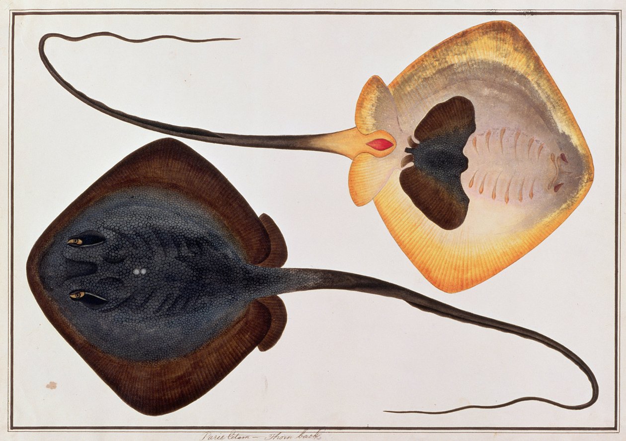 Thorn Back Fish ، Parie Eetam ، من رسوم أسماك من ملقا ، c 18080-18 (مرحاض على ورق) بواسطة المدرسة الصينية