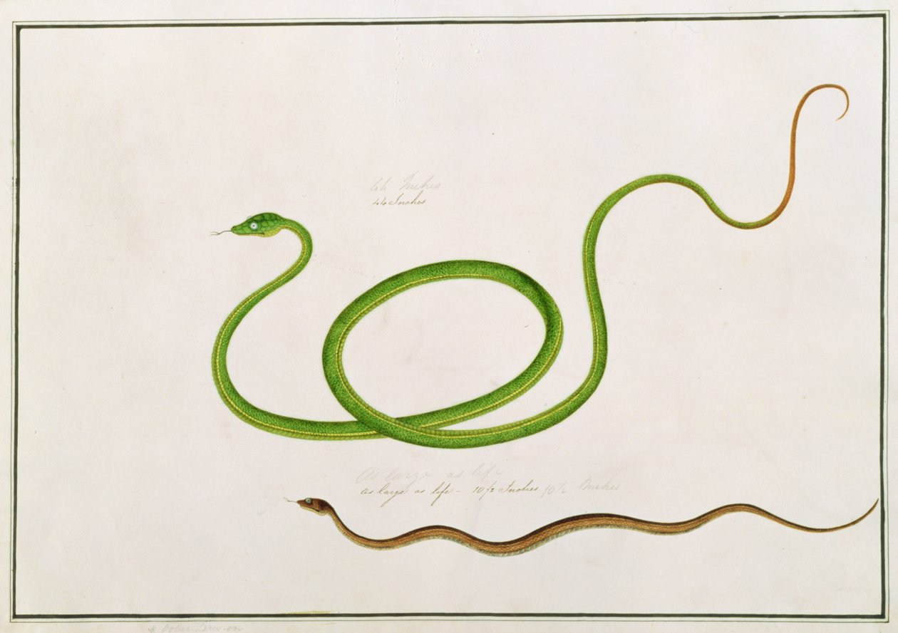 Volun Daw-on ، من رسومات الحيوانات والحشرات والزواحف من ملقا ، c.1805-18 (الغواش ومرحاض على الورق) بواسطة المدرسة الصينية